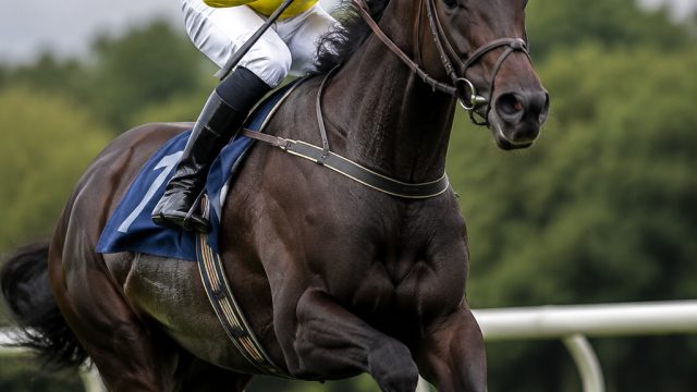 Ben Lecky Shines in Recent Meath Horse R
