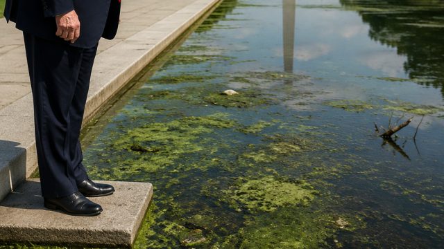 Trump's Reflecting Pool: A Green Metapho