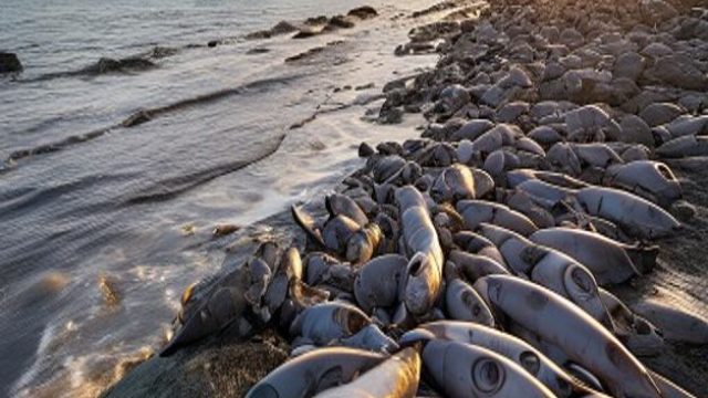 Capelin Arrivals Mark Summer's Start at 