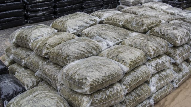 Massive Marijuana Seizure Highlights Ong