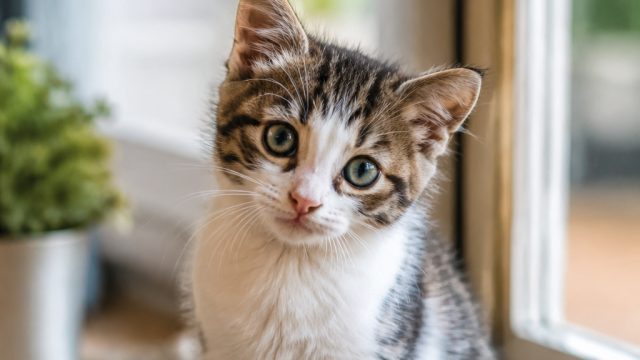Meet Timmy: A Journey to Finding a Lovin